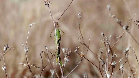 Common Mantis (Mantis religiosa)1 Stock Footage 118970676