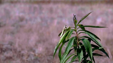 Common Mantis (Mantis religiosa)10 Stock Footage 118970404