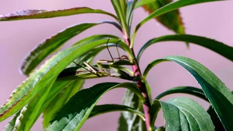 Common Mantis (Mantis religiosa)11 Stock Footage 118970791