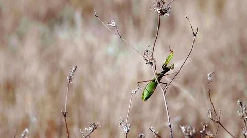 Common Mantis (Mantis religiosa)2 Stock Footage 118970240