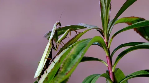 Common Mantis (Mantis religiosa)3 Stock Footage 118969956