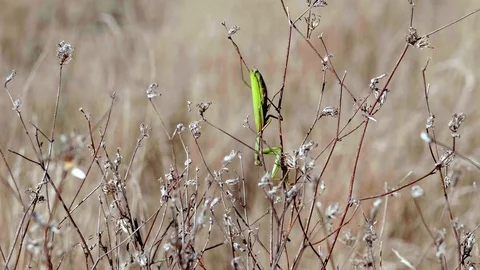 Common Mantis (Mantis religiosa)4 Stock Footage 118970829