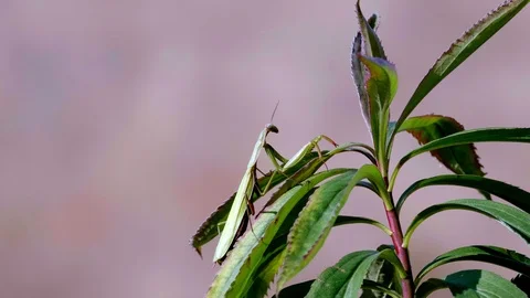 Common Mantis (Mantis religiosa)5 Stock Footage 118969166