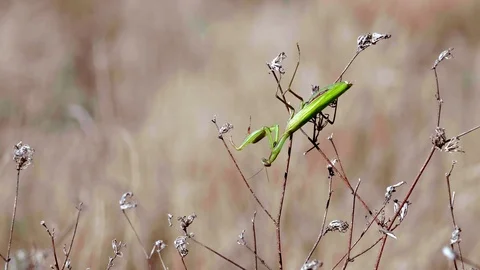 Common Mantis (Mantis religiosa)6 Stock Footage 118969062