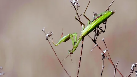Common Mantis (Mantis religiosa)7 Stock Footage 118970147