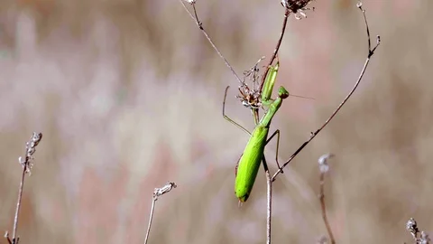 Common Mantis (Mantis religiosa)8 Stock Footage 118970542