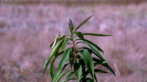 Common Mantis (Mantis religiosa)9 Stock Footage 118968462