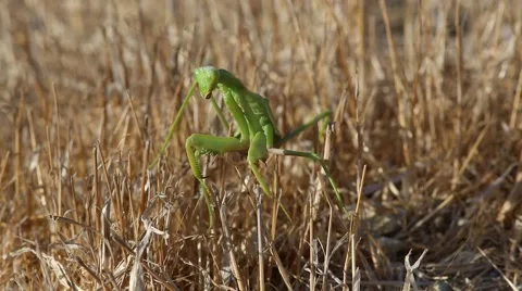 Common mantis or Santateresa (Mantis religiosa) sits in a yellow dry stubble Stock Footage 68811931