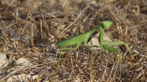 Common mantis or Santateresa (Mantis religiosa) sneaks on yellow dry stubble Vídeos de archivo 68812084