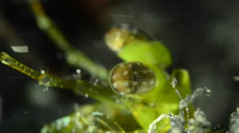 Common Mantis Shrimp close up Eyes Stock Footage 58911079