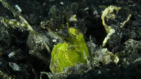 Common Mantis Shrimp Stock Footage 58923212