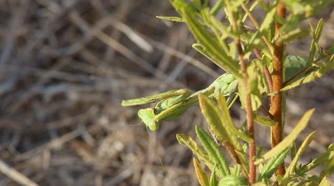 Common mantis is sitting on a branch with green leaves and cleans his paw Stock Footage 68989672