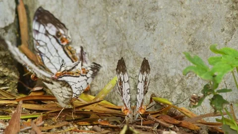 Common Map Butterflies Eating on the Ground. Stock Footage 273441455