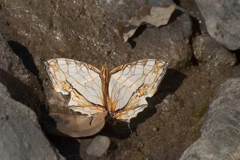 Common Map butterfly - mud puddling . Stock Photos