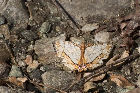 Common Map butterfly - mud puddling . Stock Photos