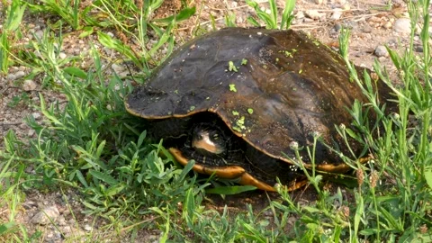 Common Map turtle on land, Summer, E USA Stock Footage 157604532