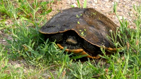 Common Map turtle on land, Summer, E USA Stock Footage 157605199