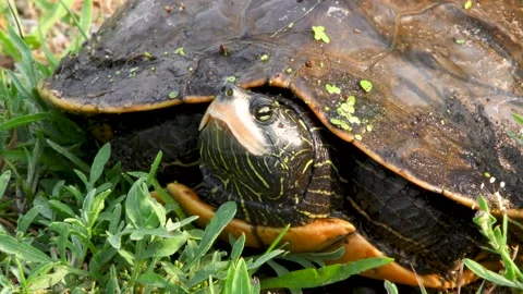 Common Map turtle on land, Summer, E USA Stock Footage 157687541
