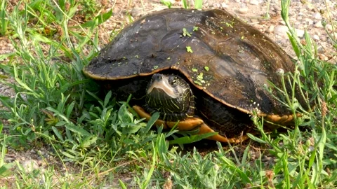 Common Map turtle on land, Summer, E USA Stock Footage 157687752