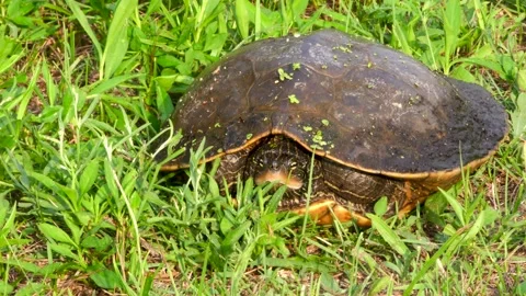 Common Map turtle on land, Summer, E USA Video stock 157687946