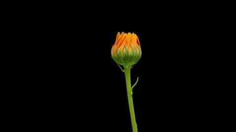 Common marigold, calendula flower opening time lapse Stock Footage 266406374