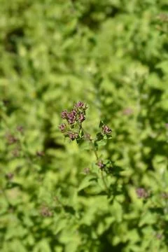 Common marjoram Stock Photos