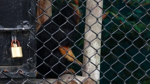 Common Marmoset in a cage 스톡 동영상 119134352