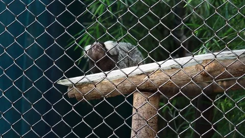 Common Marmoset in a cage 스톡 동영상 119134370