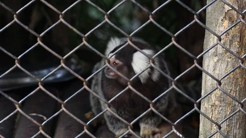 Common Marmoset in a cage Vídeos de archivo 119134394