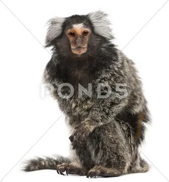 Common Marmoset, Callithrix jacchus, 2 years old, sitting in front of white back Stock Photos