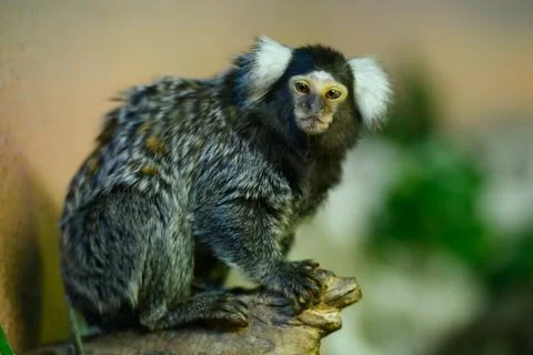 Common marmoset Callithrix jacchus with distinctive white ear tufts sitting on 写真素材