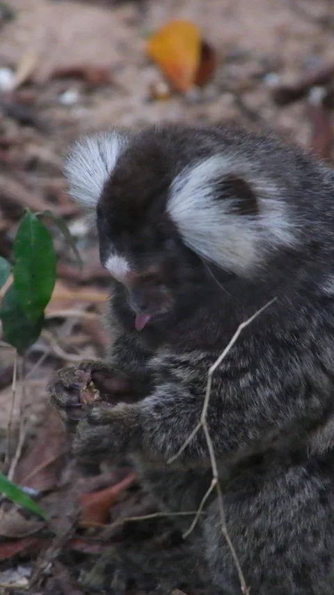 Common marmoset, callithrix jacchus in an enclosed environment, wondering around Stock Footage 276961623