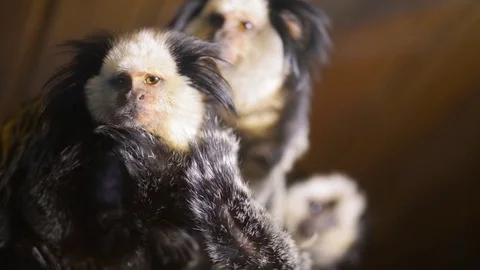 Common marmoset (Callithrix jacchus) Stock Footage 79384185