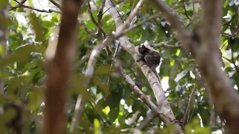 Common marmoset (Callithrix jacchus) hanging on the trees Stock Footage 120012902