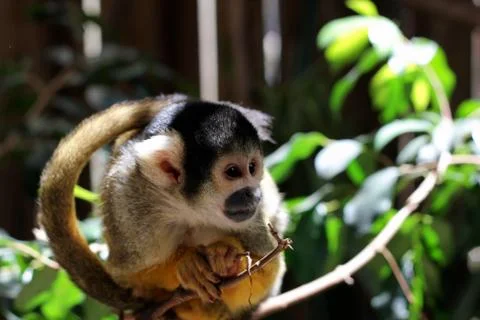 Common marmoset (callithrix jacchus jacchus) Stock Photos