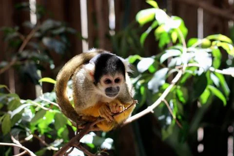 Common marmoset (callithrix jacchus jacchus) Foto stock