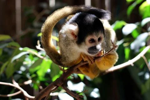 Common marmoset (callithrix jacchus jacchus) Stock Photos