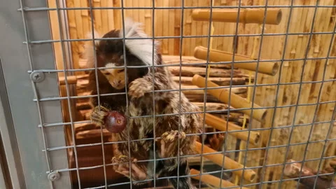 Common marmoset Callithrix jacchus. A little monkey is sitting in a cage, eating Stock Footage 196986166