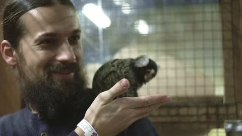 Common marmoset Callithrix jacchus is New World monkey. It originally lived on Stock Footage 146618840