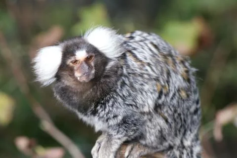 Common Marmoset (Callithrix jacchus) Stock Photos