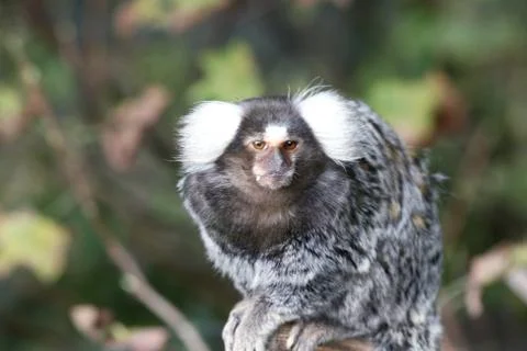 Common Marmoset (Callithrix jacchus) Stock Photos