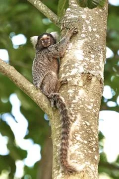 Common marmoset (Callithrix jacchus) Stock Photos