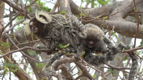 Common marmoset Stock Footage 116512728