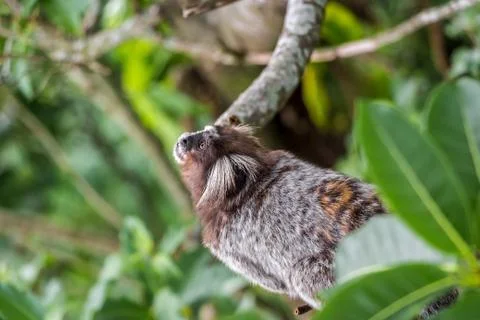 Common Marmoset Monkey (Callithrix Jacchus) In Amazon Rainforest In Brazil Stock Photos
