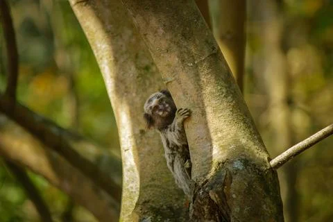 Common Marmoset Monkey Clinging to Tree, Callithrix jacchus – Wildlife Nature Stock Photos