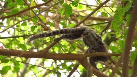Common marmoset monkey moving through branches in tropical forest Stock Footage 340079560