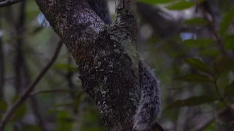 Common marmoset monkey in nature Stock Footage 270388327