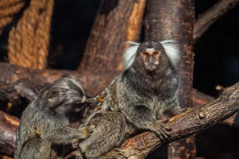 Common marmoset monkey Stock Photos