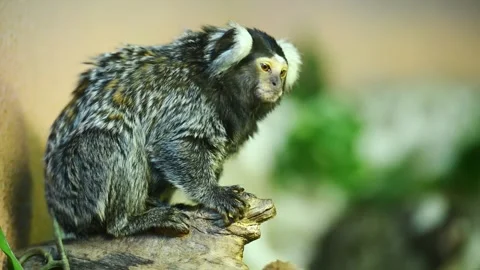 Common marmoset monkey sitting on a branch. Concept of wildlife curiosity , cute Stock Footage 332663131