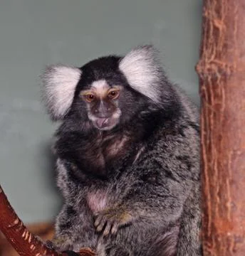 Common marmoset Stock Photos